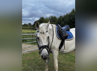 Inne konie gorącokrwiste, Klacz, 14 lat, 160 cm, Siwa w hreczce