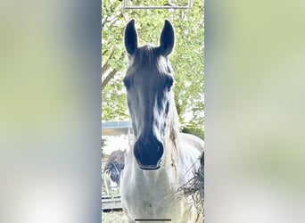 Inne konie gorącokrwiste, Klacz, 14 lat, 164 cm, Siwa