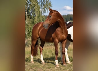 Inne konie gorącokrwiste, Klacz, 14 lat, 167 cm, Ciemnokasztanowata