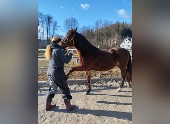 Inne konie gorącokrwiste, Klacz, 15 lat, 160 cm, Gniada