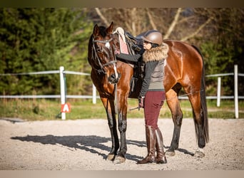 Inne konie gorącokrwiste, Klacz, 16 lat, 165 cm, Gniada