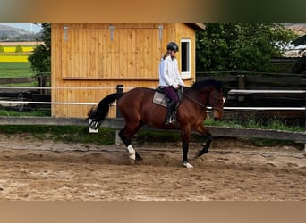 Inne konie gorącokrwiste, Klacz, 19 lat, 171 cm, Gniada