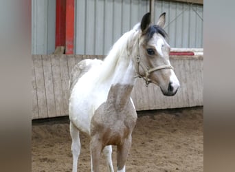 Inne konie gorącokrwiste, Klacz, 1 Rok, 165 cm, Srokata