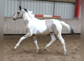 Inne konie gorącokrwiste, Klacz, 1 Rok, 165 cm, Srokata