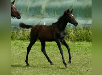 Inne konie gorącokrwiste, Klacz, 1 Rok, 166 cm, Skarogniada