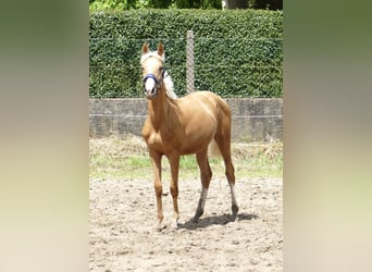 Inne konie gorącokrwiste, Klacz, 1 Rok, 167 cm, Izabelowata