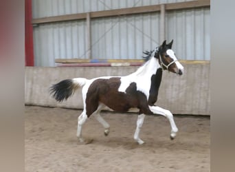 Inne konie gorącokrwiste, Klacz, 1 Rok, 167 cm, Srokata