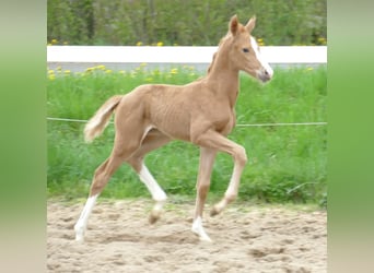 Inne konie gorącokrwiste, Klacz, 1 Rok, 168 cm, Izabelowata