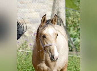Inne konie gorącokrwiste, Klacz, 1 Rok, 170 cm, Jelenia