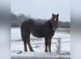 Inne konie gorącokrwiste Mix, Klacz, 1 Rok, Kasztanowata