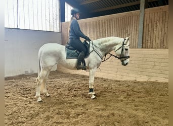 Inne konie gorącokrwiste, Klacz, 20 lat, 165 cm, Siwa