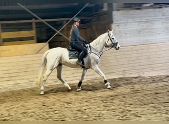 Inne konie gorącokrwiste, Klacz, 20 lat, 165 cm, Siwa