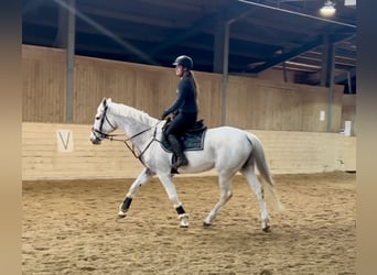 Inne konie gorącokrwiste, Klacz, 20 lat, 165 cm, Siwa