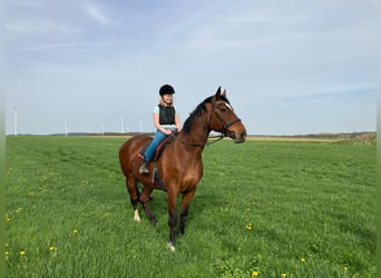 Inne konie gorącokrwiste, Klacz, 20 lat, 171 cm, Gniada