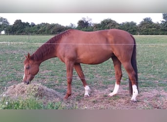 Inne konie gorącokrwiste, Klacz, 22 lat, 168 cm