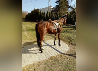 Inne konie gorącokrwiste, Klacz, 2 lat, 155 cm, Gniada