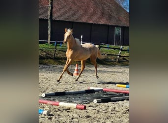 Inne konie gorącokrwiste, Klacz, 2 lat, 165 cm, Izabelowata
