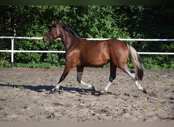 Inne konie gorącokrwiste, Klacz, 3 lat, 153 cm, Srokata