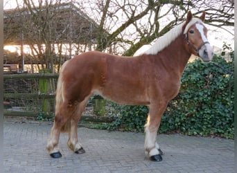 Inne konie gorącokrwiste Mix, Klacz, 3 lat, 154 cm, Kasztanowata