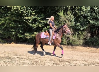Inne konie gorącokrwiste, Klacz, 3 lat, 156 cm, Gniada