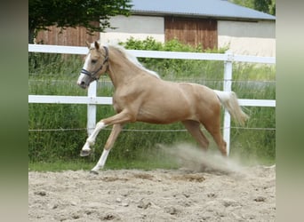 Inne konie gorącokrwiste, Klacz, 3 lat, 162 cm, Izabelowata