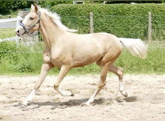 Inne konie gorącokrwiste, Klacz, 3 lat, 162 cm, Izabelowata