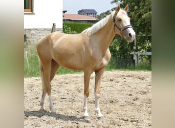 Inne konie gorącokrwiste, Klacz, 3 lat, 162 cm, Izabelowata