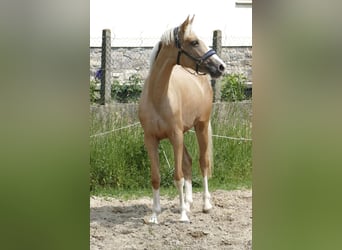 Inne konie gorącokrwiste, Klacz, 3 lat, 162 cm, Izabelowata