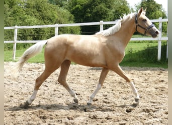 Inne konie gorącokrwiste, Klacz, 3 lat, 162 cm, Izabelowata