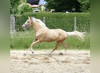 Inne konie gorącokrwiste, Klacz, 3 lat, 162 cm, Izabelowata
