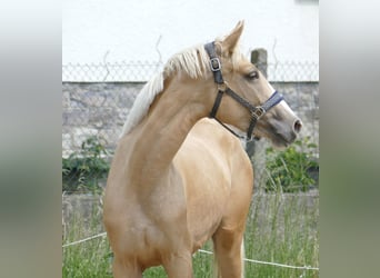 Inne konie gorącokrwiste, Klacz, 3 lat, 162 cm, Izabelowata
