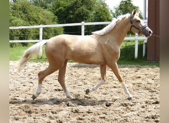 Inne konie gorącokrwiste, Klacz, 3 lat, 162 cm, Izabelowata
