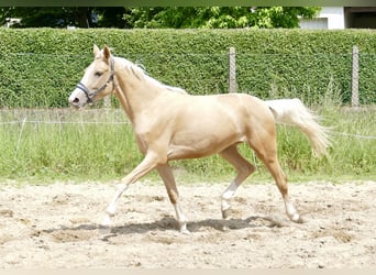 Inne konie gorącokrwiste, Klacz, 3 lat, 162 cm, Izabelowata