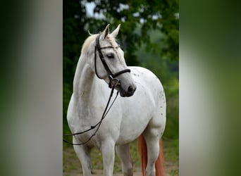 Inne konie gorącokrwiste, Klacz, 3 lat, 163 cm, Tarantowata