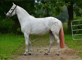 Inne konie gorącokrwiste, Klacz, 3 lat, 163 cm, Tarantowata