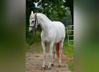 Inne konie gorącokrwiste, Klacz, 3 lat, 163 cm, Tarantowata