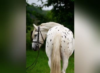 Inne konie gorącokrwiste, Klacz, 3 lat, 163 cm, Tarantowata