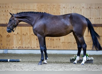 Inne konie gorącokrwiste, Klacz, 3 lat, 164 cm, Gniada