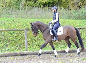 Inne konie gorącokrwiste, Klacz, 3 lat, 165 cm, Gniada