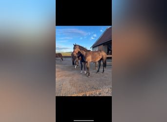 Inne konie gorącokrwiste, Klacz, 3 lat, 165 cm, Siwa jabłkowita