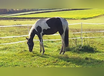 Inne konie gorącokrwiste, Klacz, 3 lat, 170 cm, Srokata