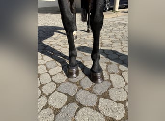 Inne konie gorącokrwiste, Klacz, 4 lat, 147 cm, Ciemnogniada
