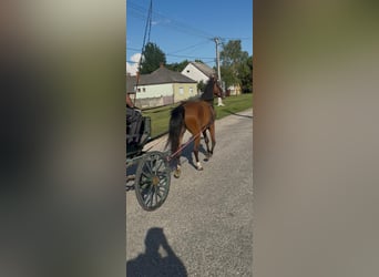 Inne konie gorącokrwiste Mix, Klacz, 4 lat, 152 cm, Gniada