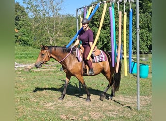 Inne konie gorącokrwiste, Klacz, 4 lat, 155 cm, Gniada