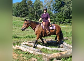 Inne konie gorącokrwiste, Klacz, 4 lat, 155 cm, Gniada