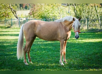 Inne konie gorącokrwiste, Klacz, 4 lat, 155 cm, Izabelowata