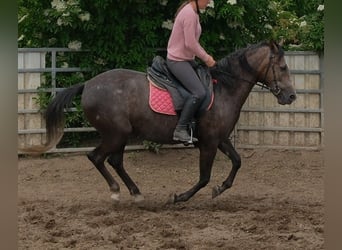 Inne konie gorącokrwiste, Klacz, 4 lat, 155 cm, Karosiwa
