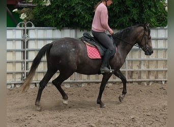 Inne konie gorącokrwiste, Klacz, 4 lat, 155 cm, Karosiwa