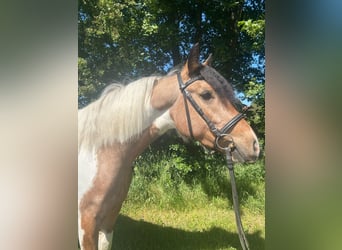Inne konie gorącokrwiste, Klacz, 4 lat, 156 cm, Srokata
