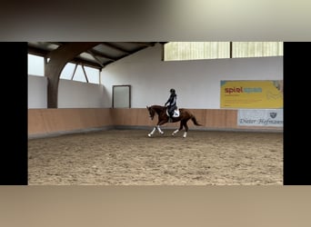 Inne konie gorącokrwiste, Klacz, 4 lat, 158 cm, Kasztanowata